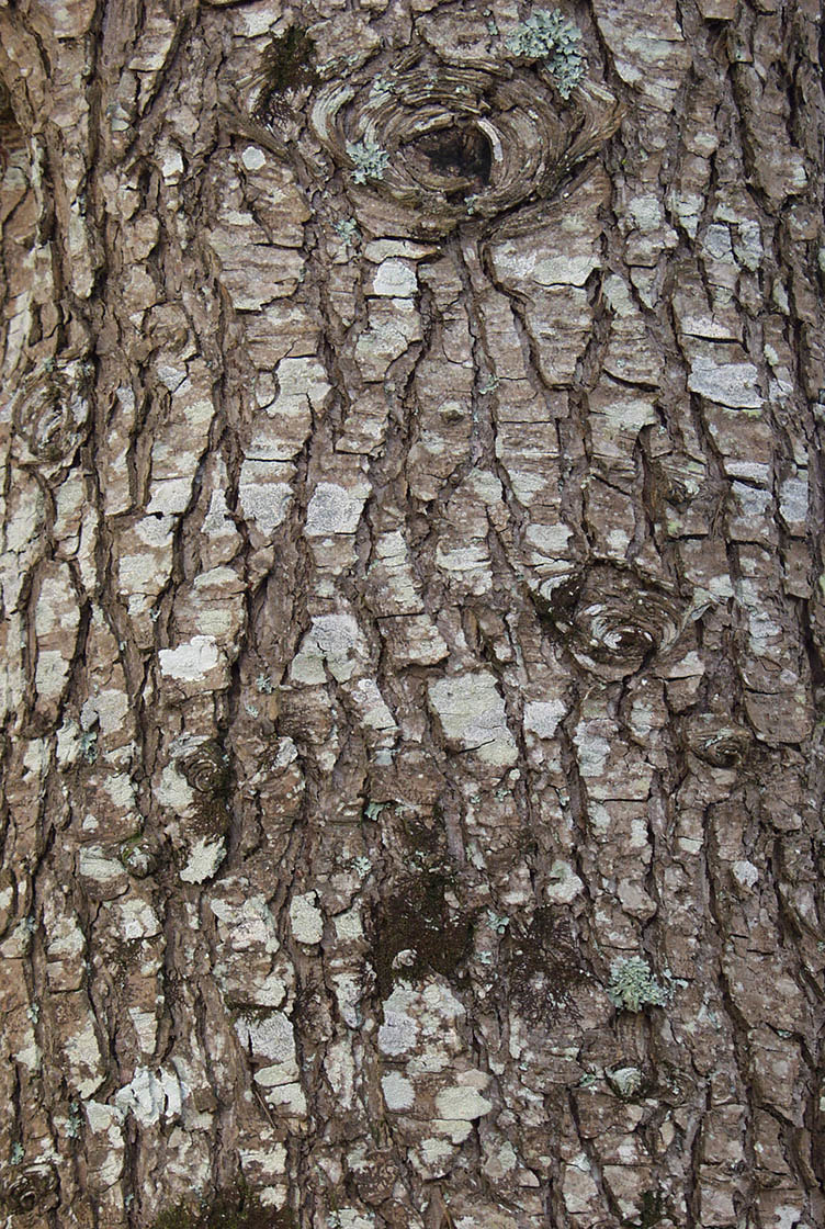 bark texture seamless 3