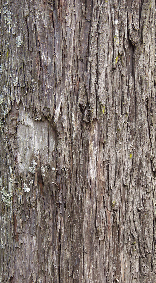 bark texture seamless 4