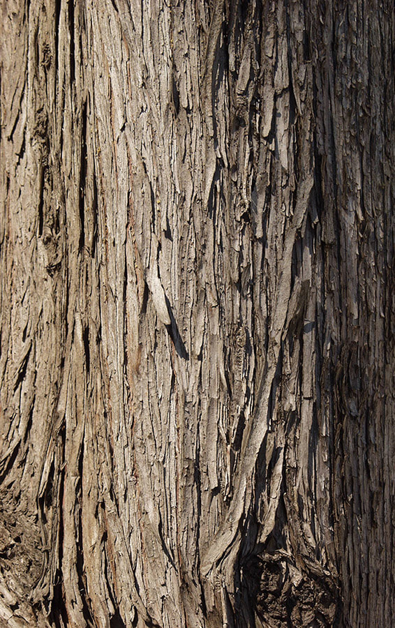 bark texture seamless 5