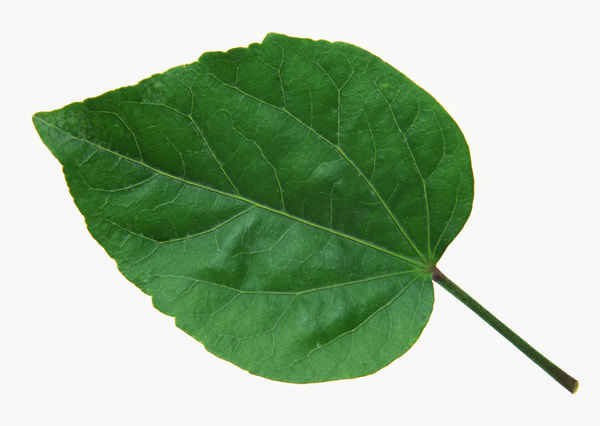 leaf textures 4