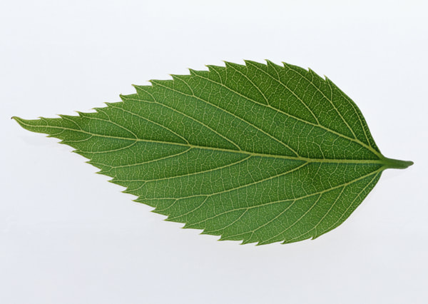 texture of a leaf 6
