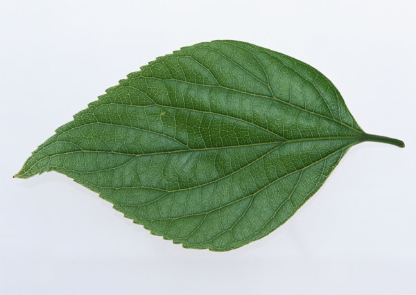 texture of a leaf 8
