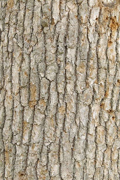 tree leaves texture seamless