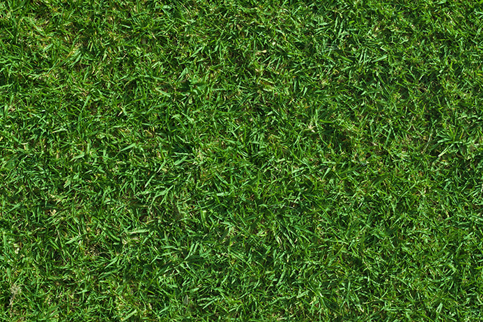 grass material unity free